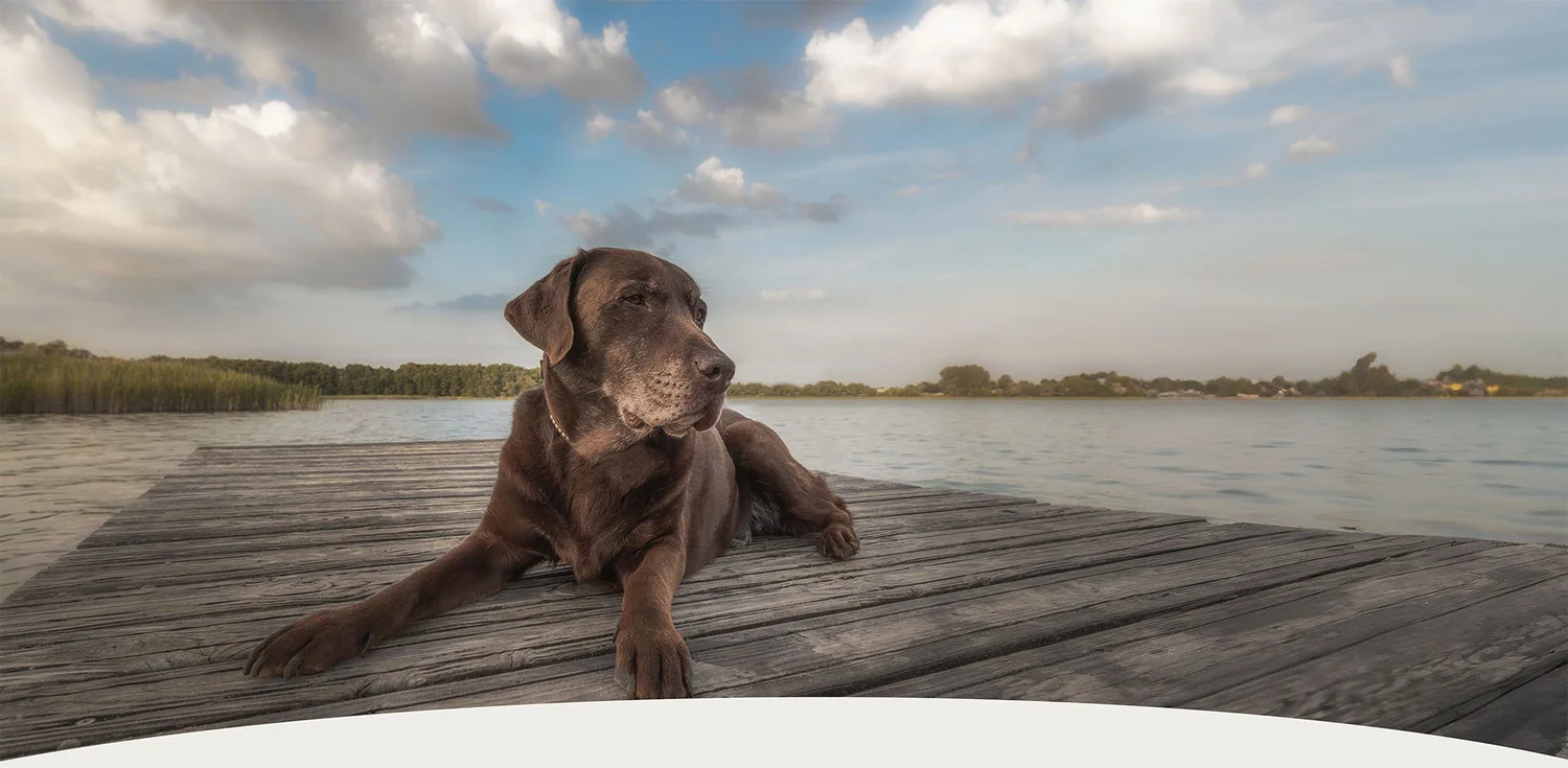 Reverent Coast℠ Pet Aquatorium logo