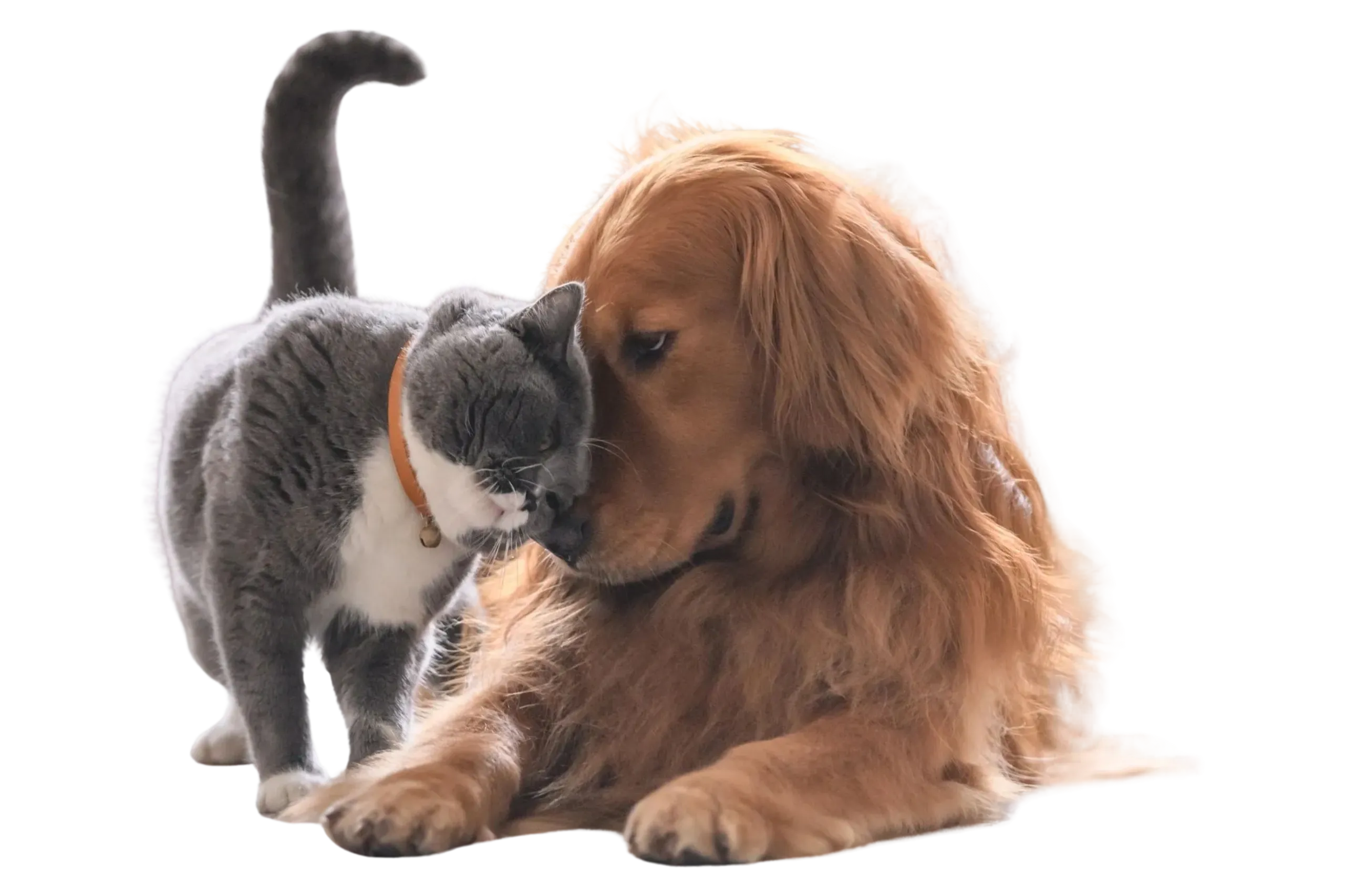 Halo Pet Crematory LLC logo