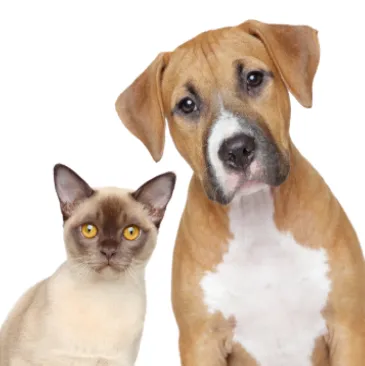 High Desert Pet Cremation logo