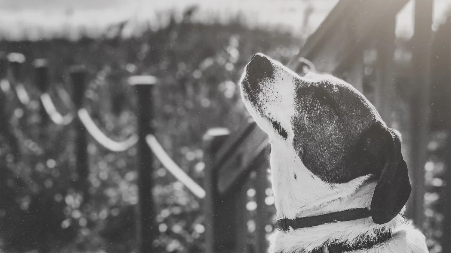 Cherished Pets Cremation logo