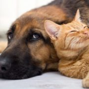 Continental Pet Cremations logo