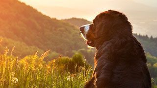 Pet Cremation Services Pet Passages of Philadelphia logo