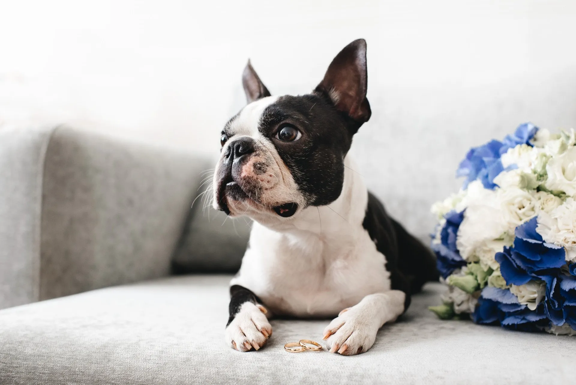 Heavenly Pet Memorials logo