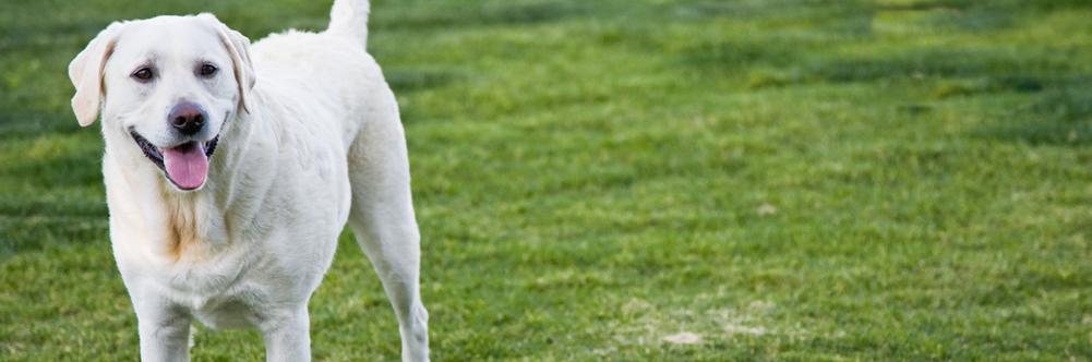 Pawsitive Passage Pet Crmtns logo