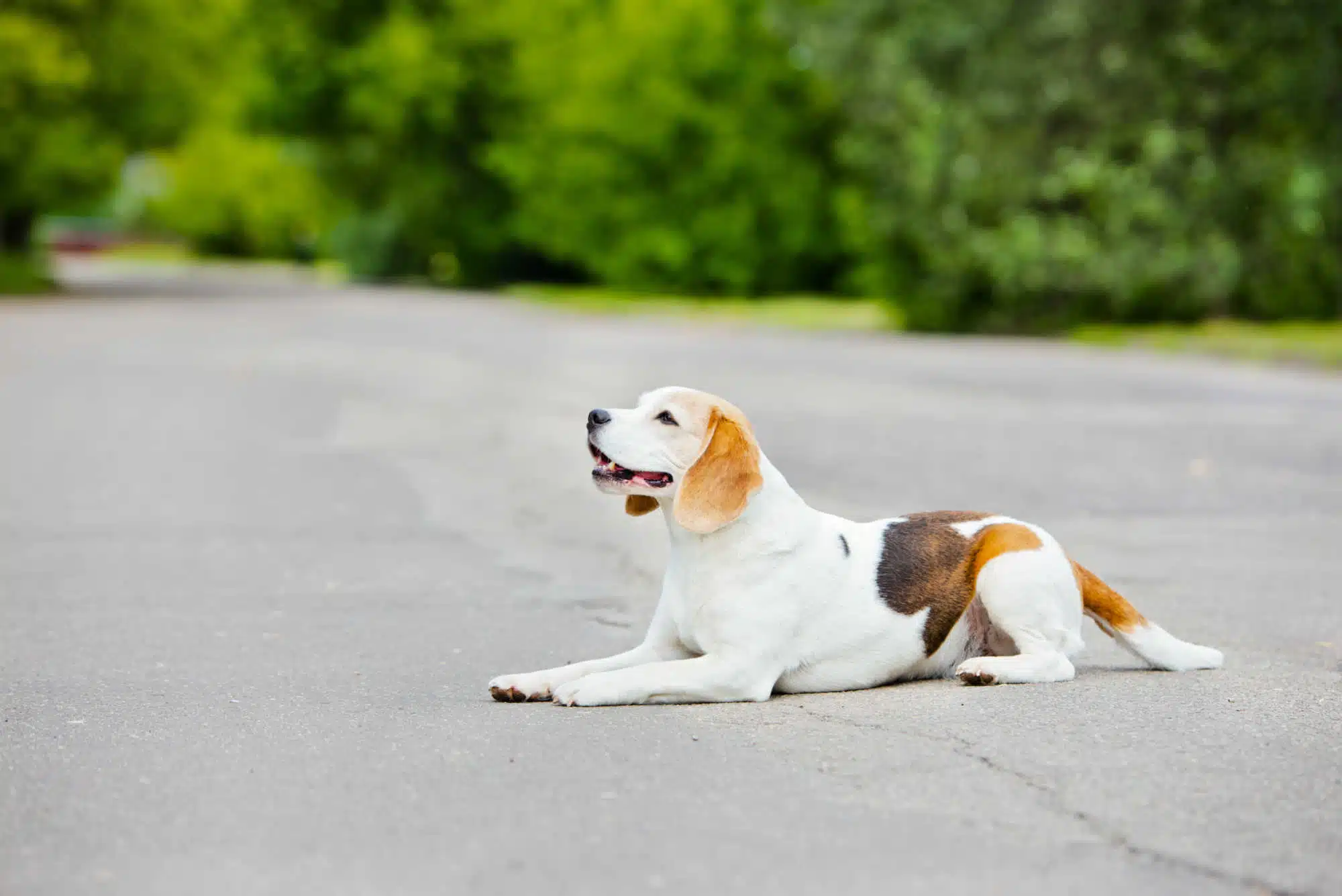 Pets at Peace LLC Pet Cremation logo