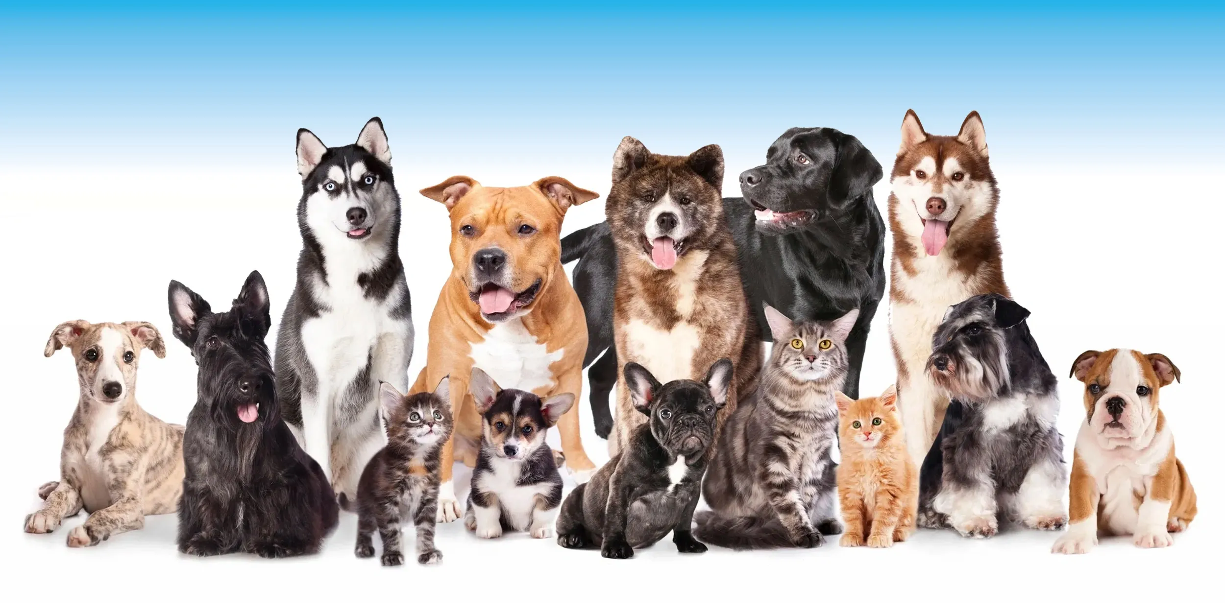 Precious Paws LLC logo