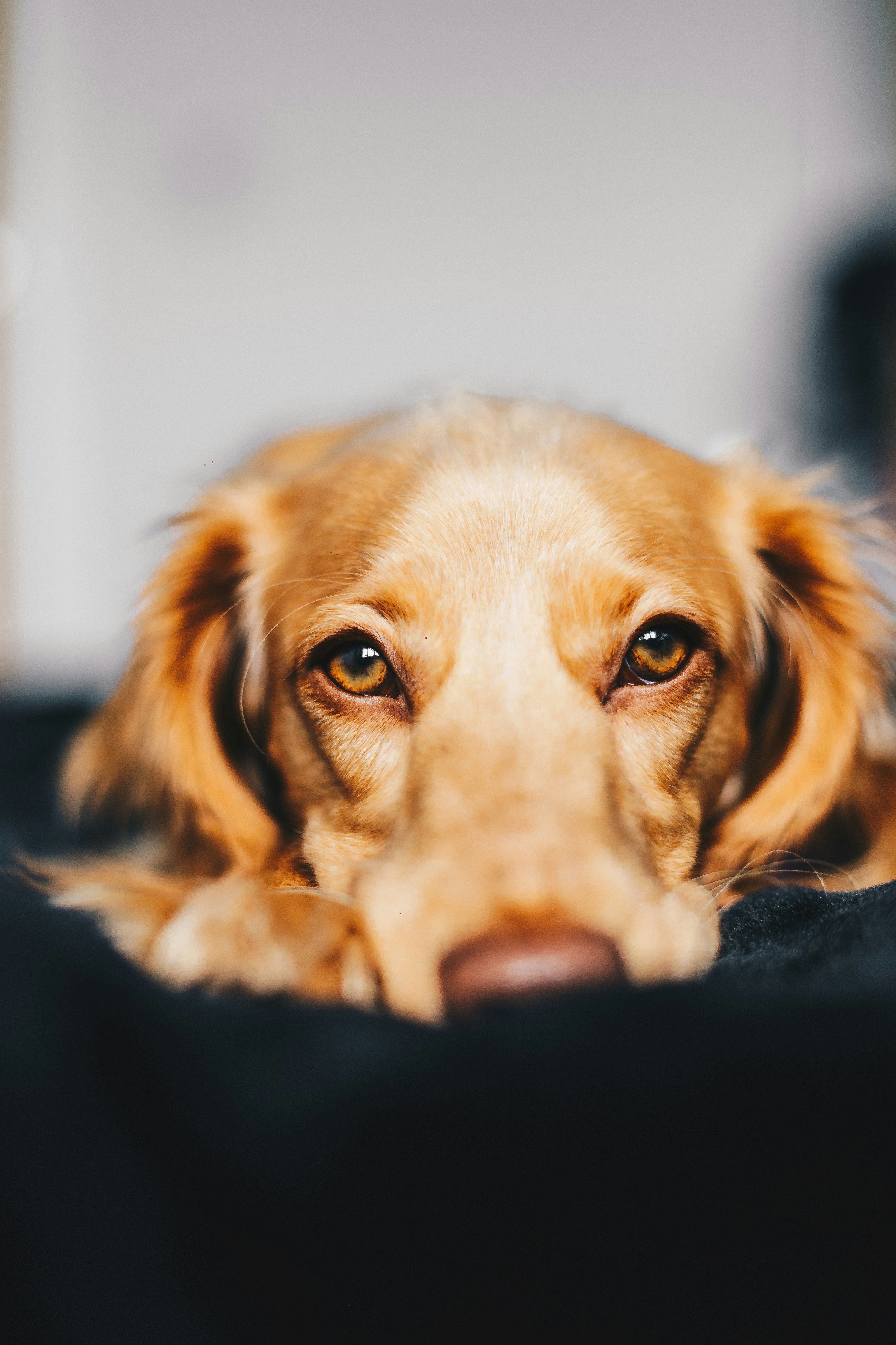 Heartland Pet Cremation logo