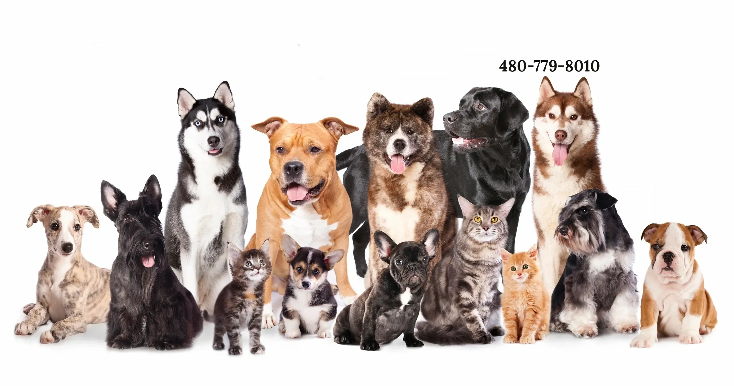 Angel Wings Pet Care logo