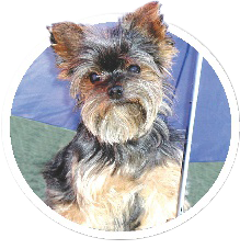 Horizon Pet Cremation logo